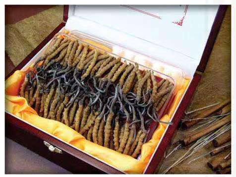 仓山冬虫夏草回收